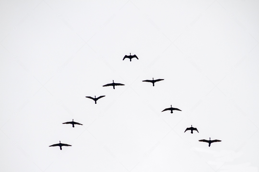 Silhueta de um bando de gaivotas, no céu do Rio de Janeiro, no Brasil.