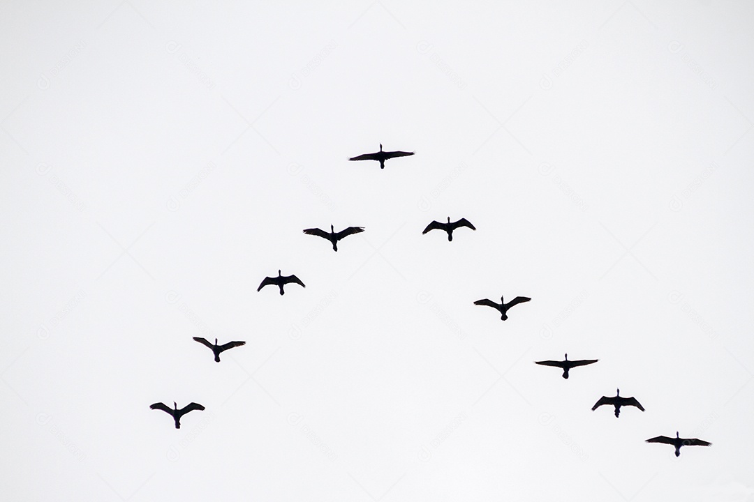Silhueta de um bando de gaivotas, no céu do Rio de Janeiro, no Brasil.