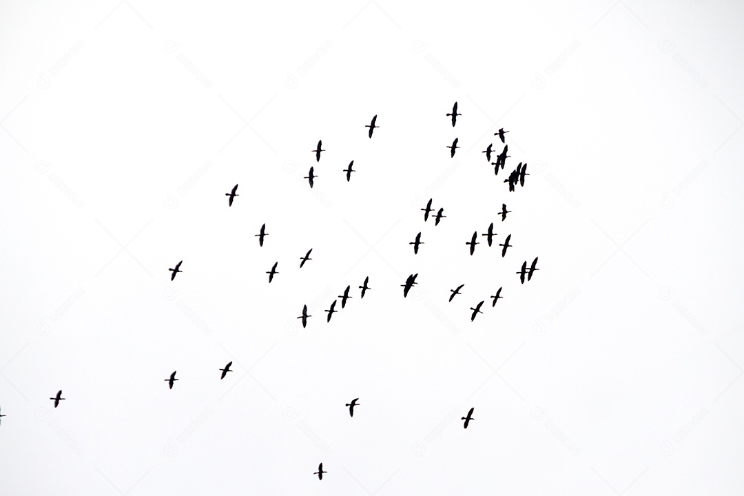 Silhueta de um bando de gaivotas, no céu do Rio de Janeiro, no Brasil.