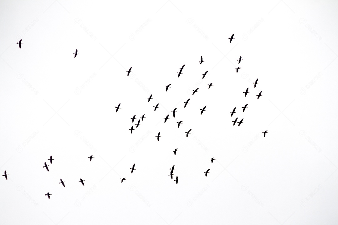 Silhueta de um bando de gaivotas, no céu do Rio de Janeiro, no Brasil.