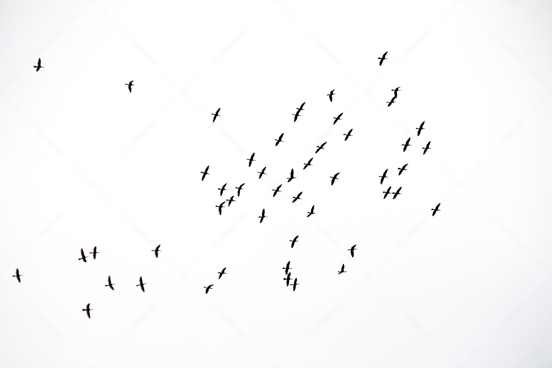 Silhueta de um bando de gaivotas, no céu do Rio de Janeiro, no Brasil.