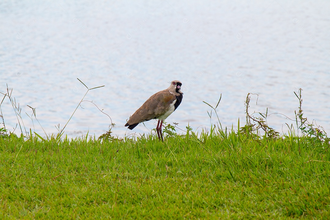 pássaro conhecido como Abibe do Sul ao ar livre em Rodrigo de Freitas La
