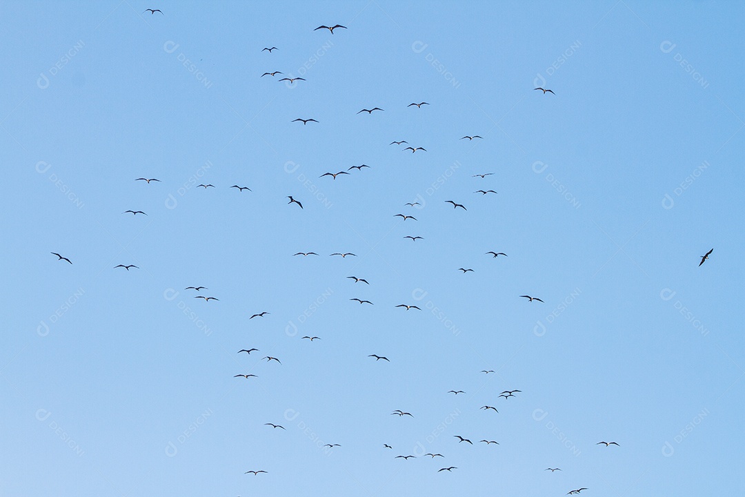 frigate in the blue sky of ipanema beach in Rio de Janeiro.