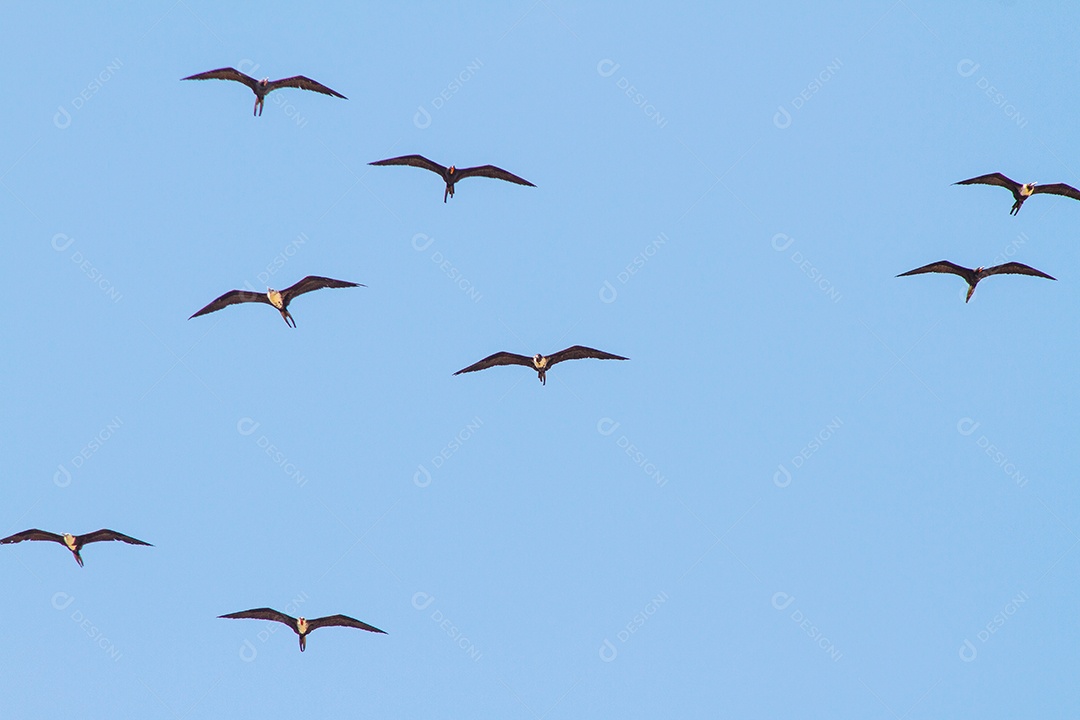 fragata no céu azul da praia de ipanema no Rio de Janeiro.