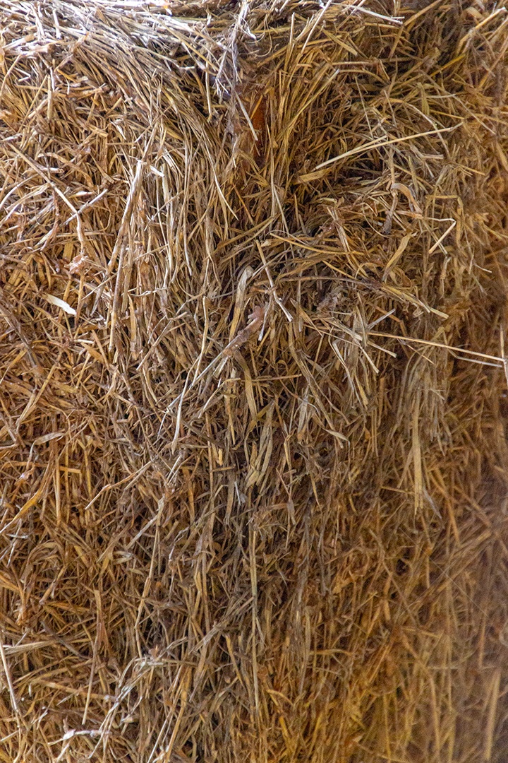 textura para fundo de feno amarelo no Brasil