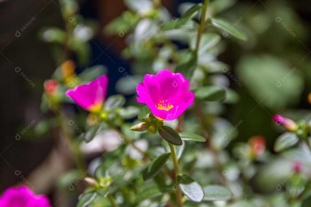 jardim com flores conhecidas às onze horas (Portulaca grandiflora) no Rio de Janeiro.