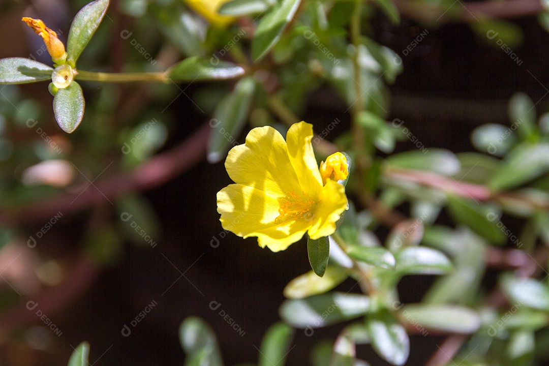 jardim com flores conhecidas às onze horas (Portulaca grandiflora) no Rio de Janeiro.