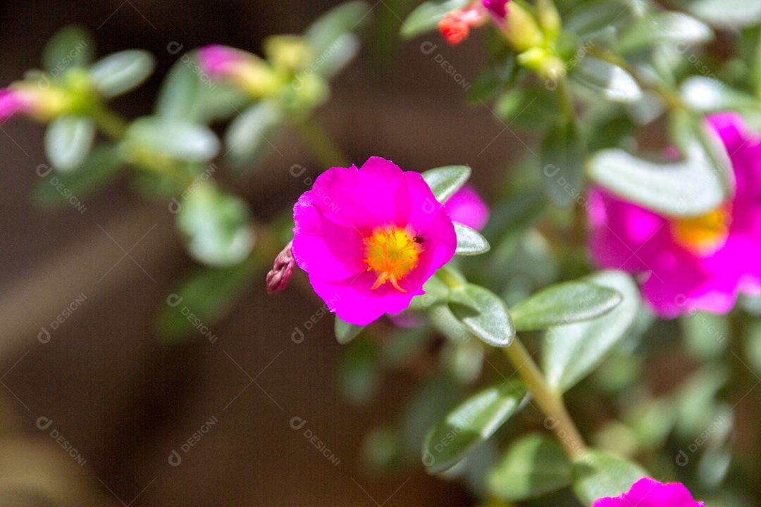 jardim com flores conhecidas às onze horas (Portulaca grandiflora) no Rio de Janeiro.