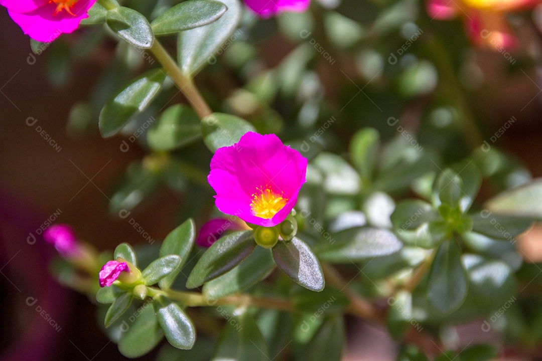 jardim com flores conhecidas às onze horas (Portulaca grandiflora) no Rio de Janeiro.