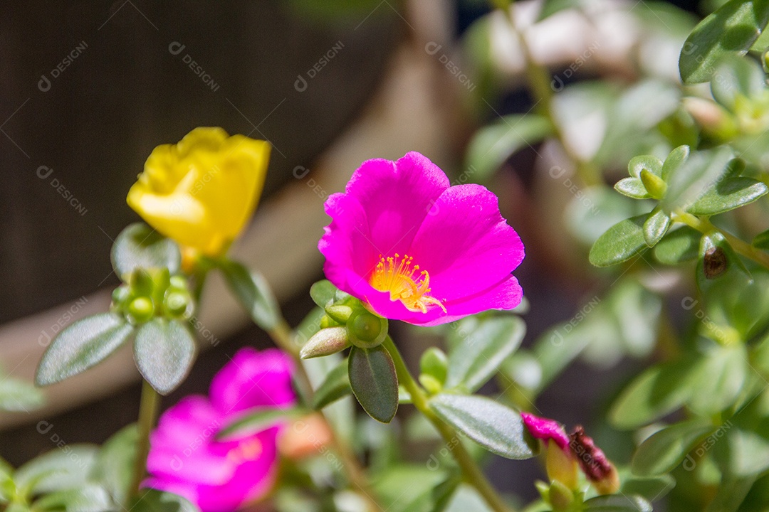 jardim com flores conhecidas às onze horas (Portulaca grandiflora) no Rio de Janeiro.