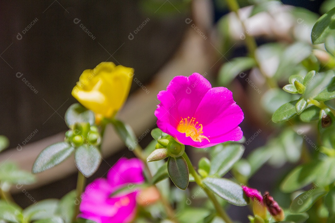 jardim com flores conhecidas às onze horas (Portulaca grandiflora) no Rio de Janeiro.