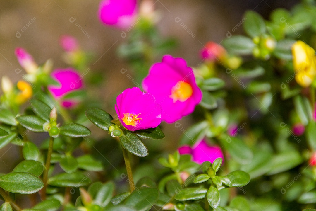 jardim com flores conhecidas às onze horas (Portulaca grandiflora) no Rio de Janeiro.
