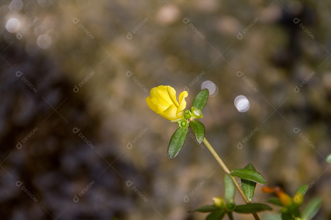 jardim com flores conhecidas às onze horas (Portulaca grandiflora) no Rio de Janeiro.