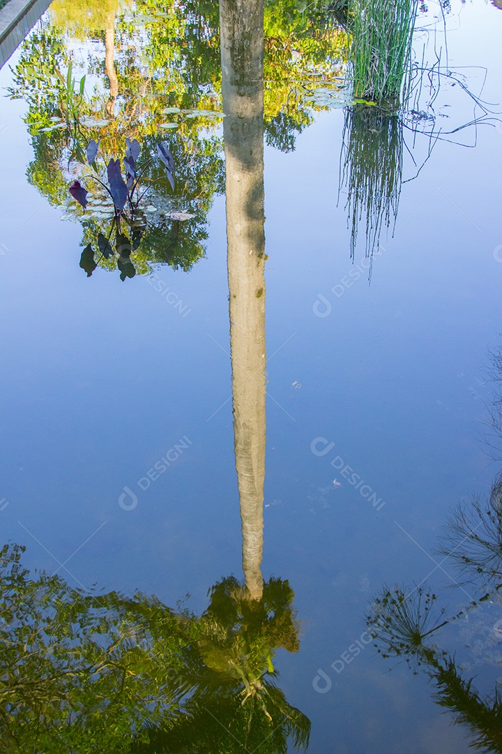 Reflexo de uma grande palmeira no lago em Belo Horizonte, Minas Gerais, Brasil.