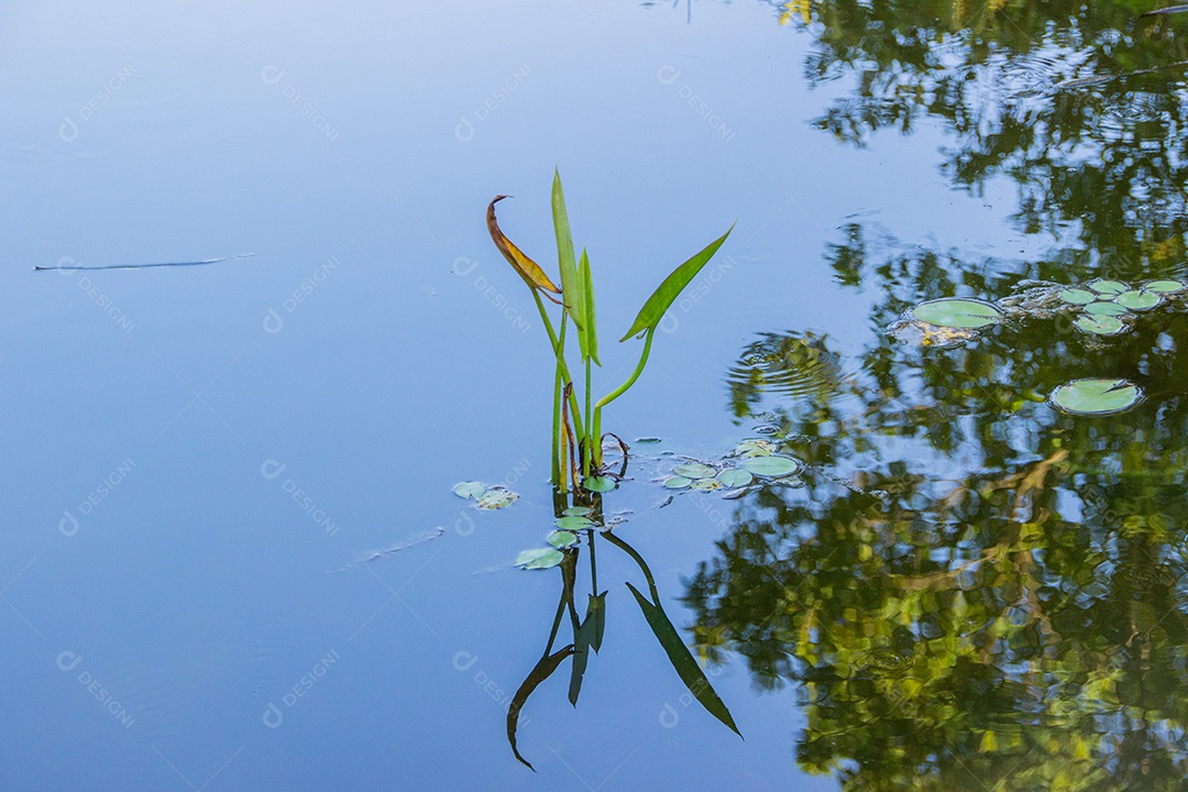 Usina de água de inhame roxo muito popular no brasil