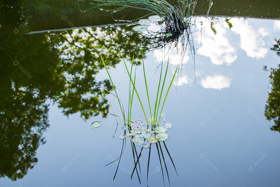 Usina de água de inhame roxo muito popular no brasil