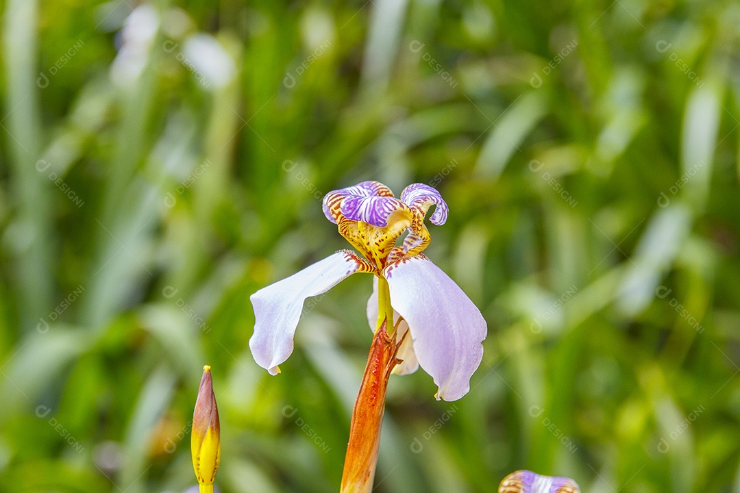 planta conhecida como falsa íris