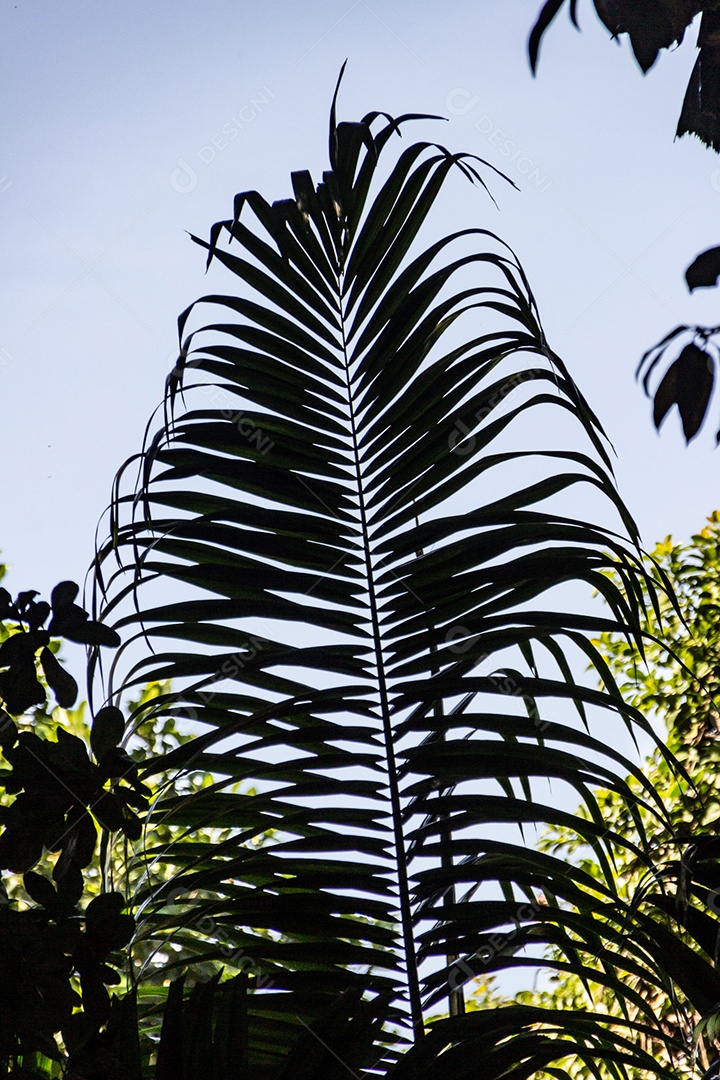 palmeira real muito popular no brasil