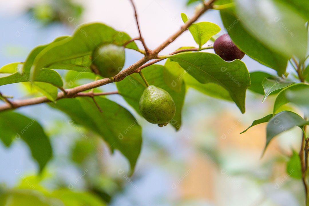fruto conhecido como araque, em um jardim no Rio de Janeiro, Brasil.
