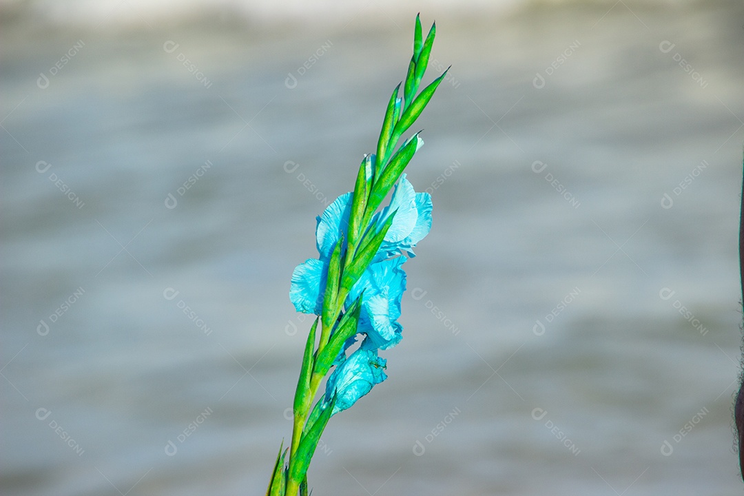 flor de palmeira oferecida para iemanjá, em Copacabana no Rio de Janeiro brasil.