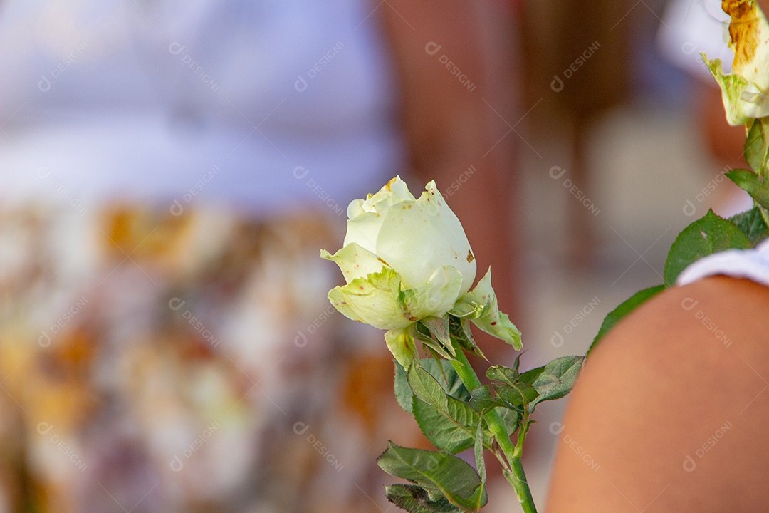 flor de palmeira oferecida para iemanjá, em Copacabana no Rio de Janeiro brasil.