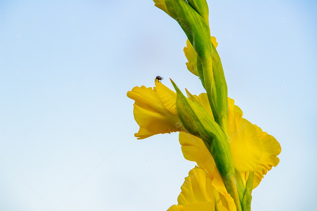 flor de palmeira oferecida para iemanjá, em Copacabana no Rio de Janeiro brasil.