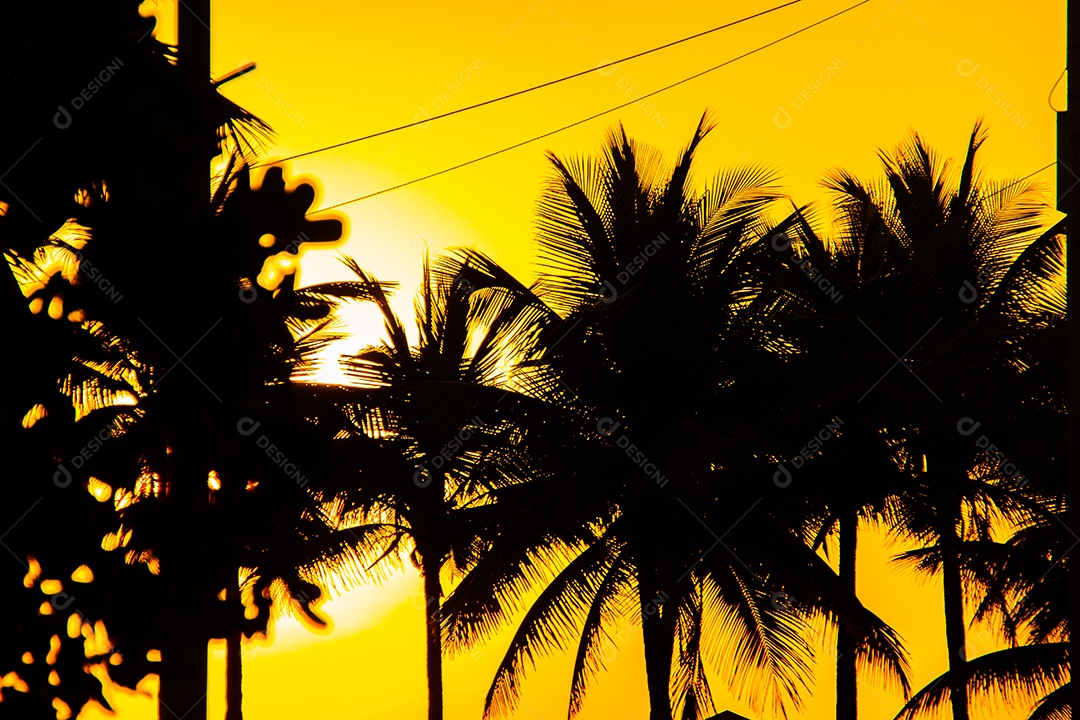Silhuetas de coqueiros em um belo pôr do sol em Ipanema no Rio de Janeiro