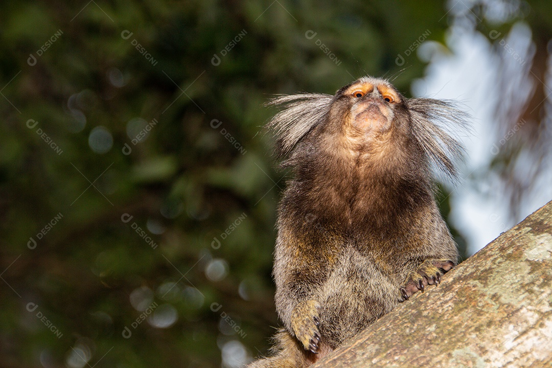 Star monkey mico species very popular in brazil.
