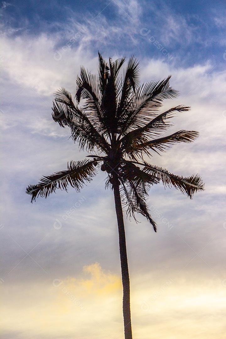 silhueta de um coqueiro na praia de Ipanema, no Rio de Janeiro.