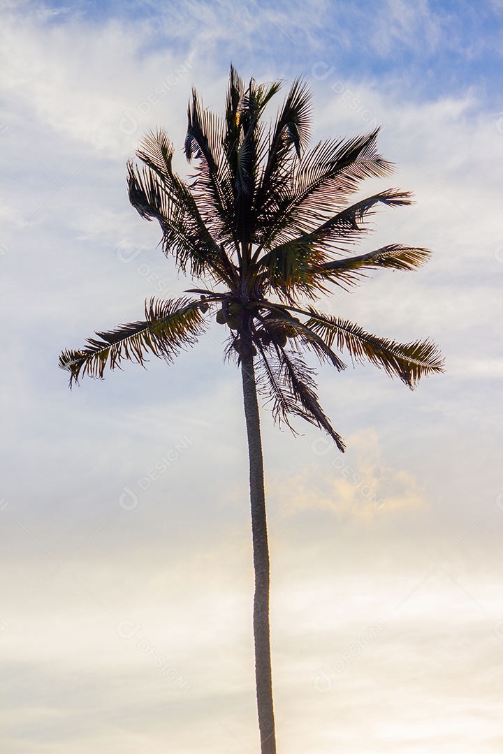 silhueta de um coqueiro na praia de Ipanema, no Rio de Janeiro.