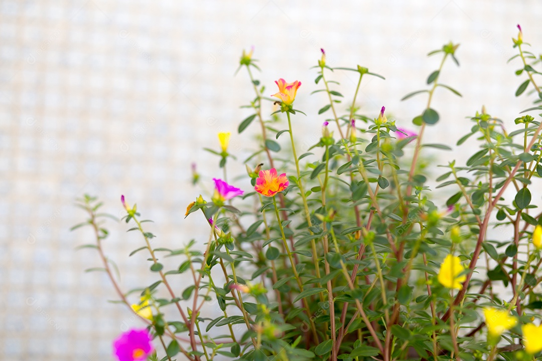 jardim com flores conhecidas às onze horas (Portulaca grandiflora) no Rio de Janeiro.