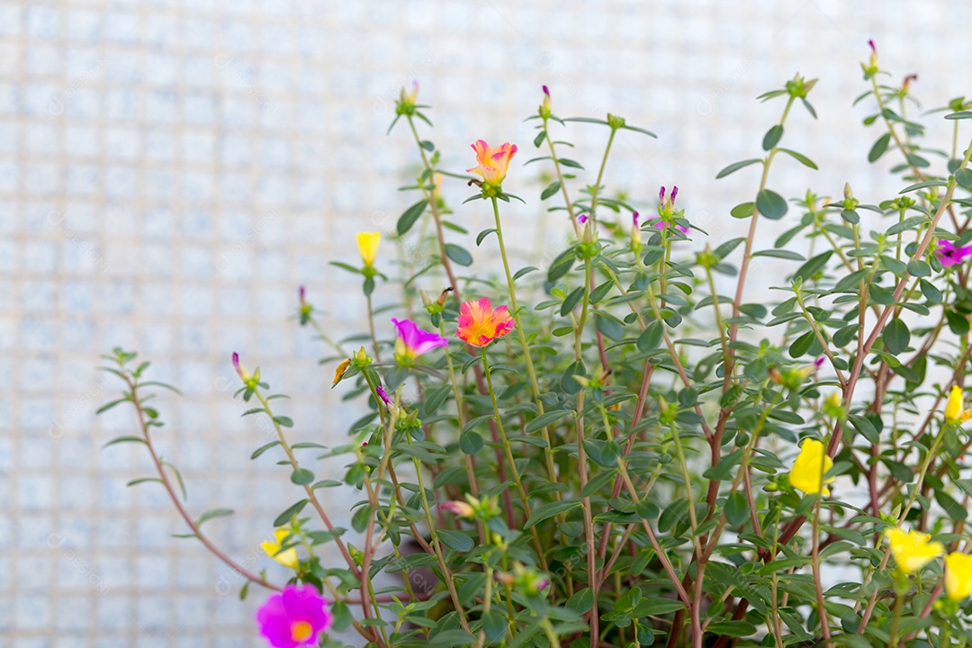 jardim com flores conhecidas às onze horas (Portulaca grandiflora) no Rio de Janeiro.