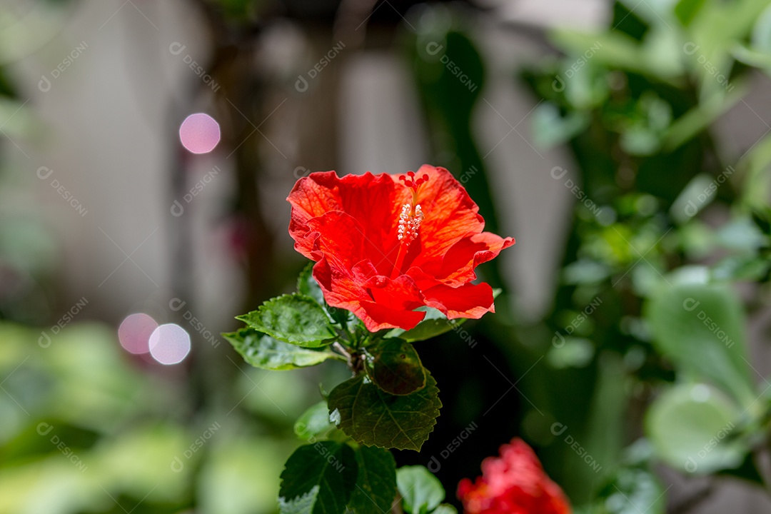 Hibisco vermelho em um jardim ao ar livre no Rio de Janeiro.