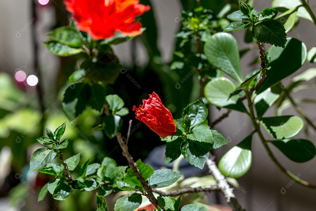 Hibisco vermelho em um jardim ao ar livre no Rio de Janeiro.