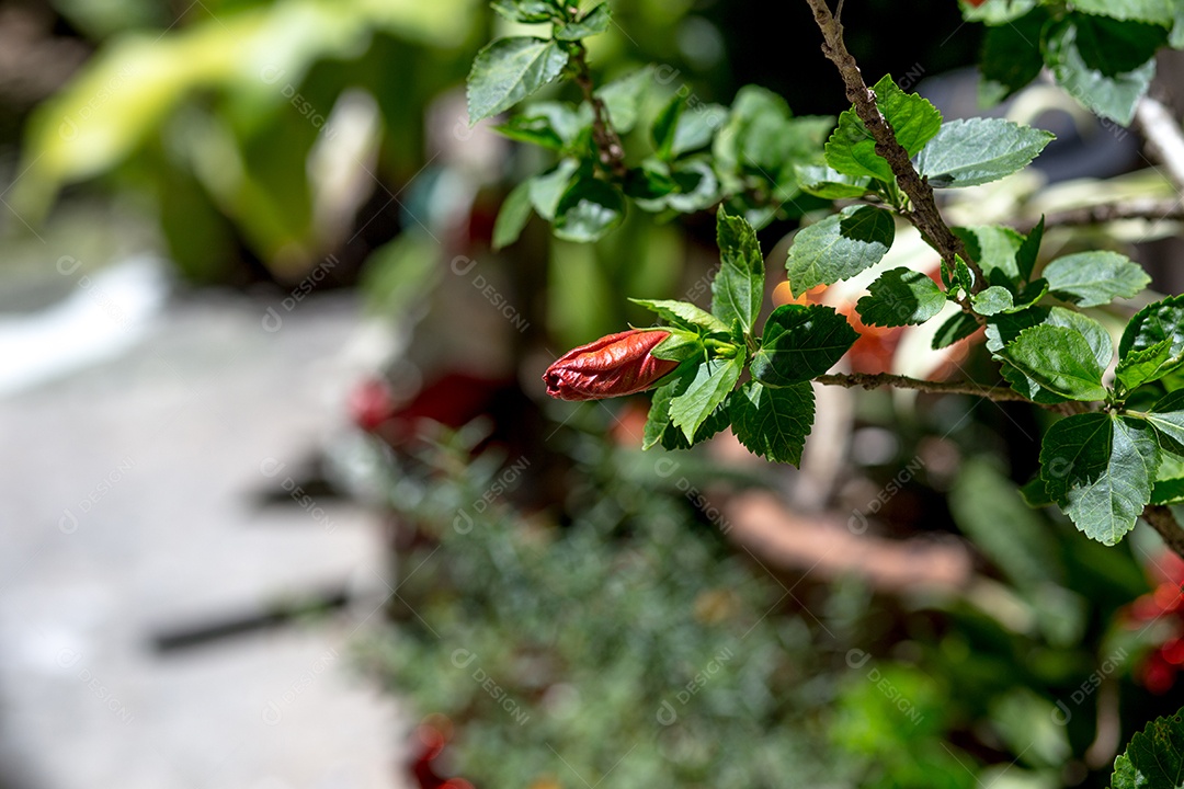 Hibisco vermelho em um jardim ao ar livre no Rio de Janeiro.