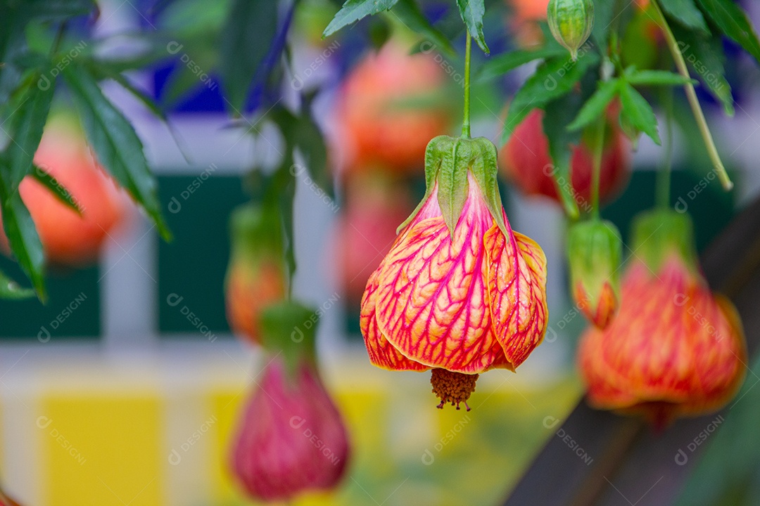 Abutilon × hybridum é um nome de espécie usado para uma grande variedade de diferentes tipos de plantas com flores de origem incerta no gênero