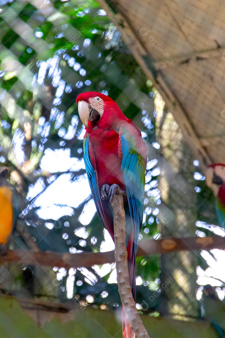 pássaro conhecido com arara vermelha e verde