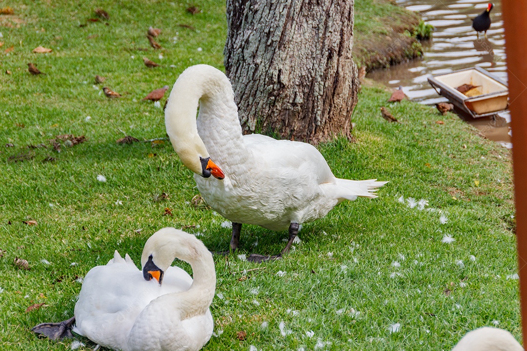 Um colhereiro empoleirado em um gramado verde em Santa Catarina Brasil