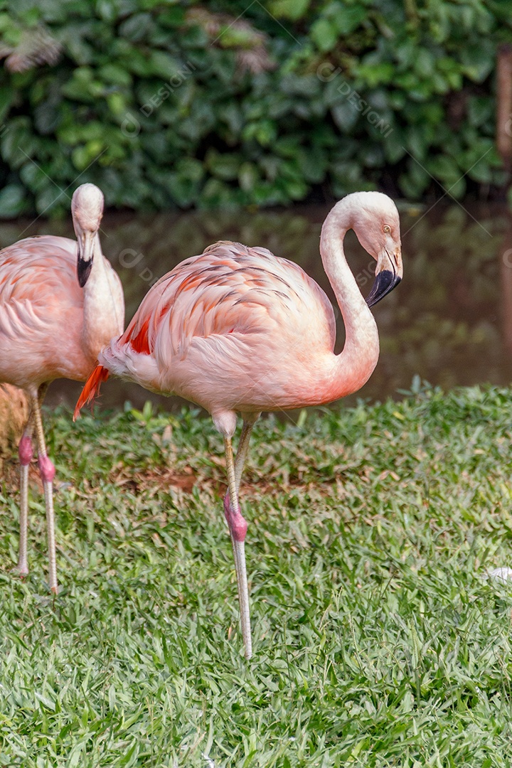 Flamingo em um gramado verde em Santa Catarina Brasil.