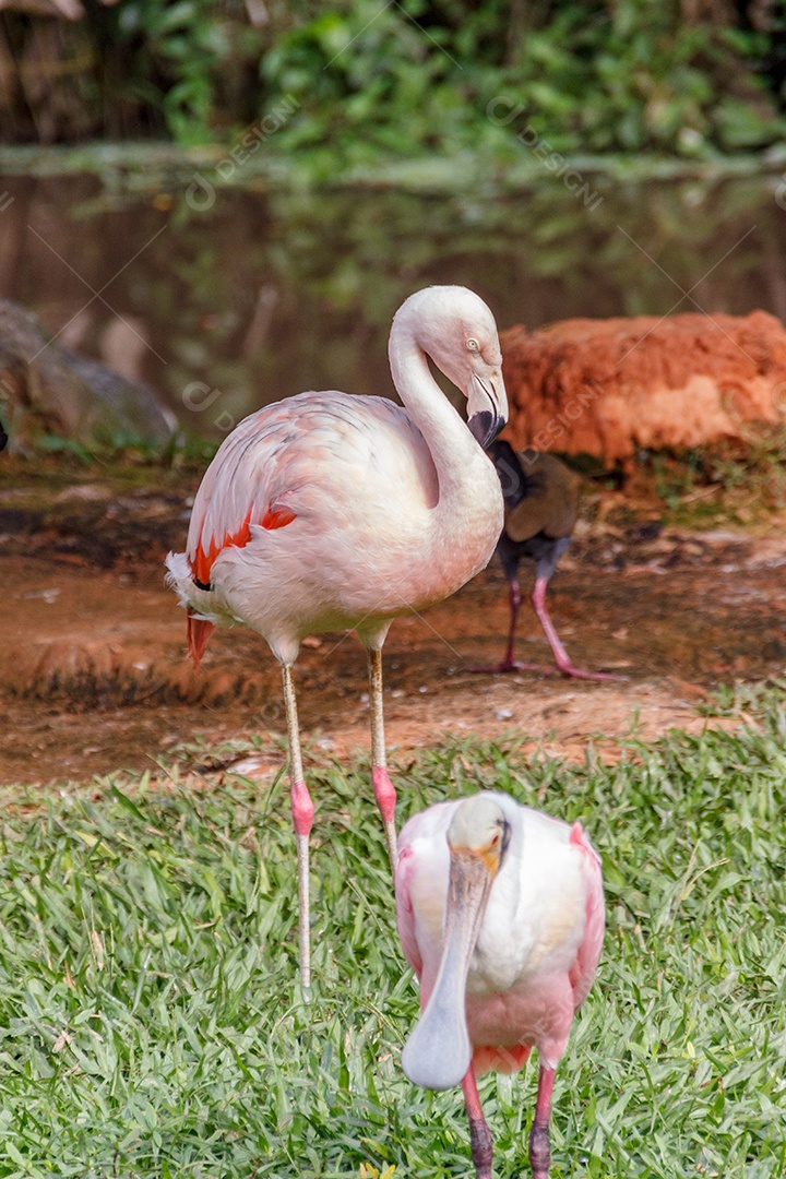 Flamingo em um gramado verde em Santa Catarina Brasil.