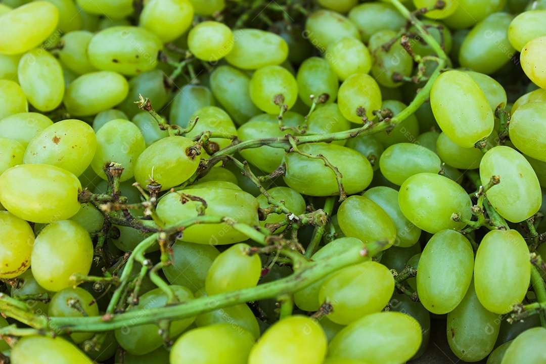 uvas verdes no galho