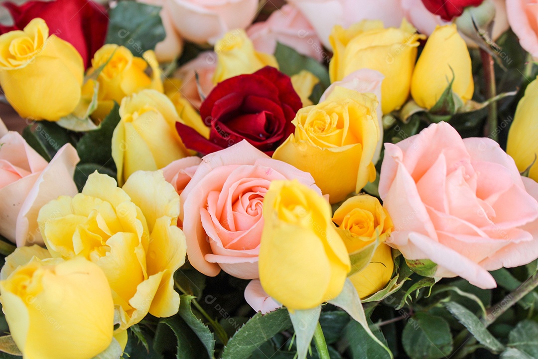 rosas vermelhas e amarelas