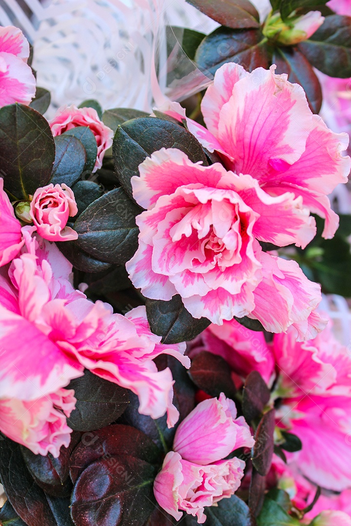 rosas vermelhas e amarelas