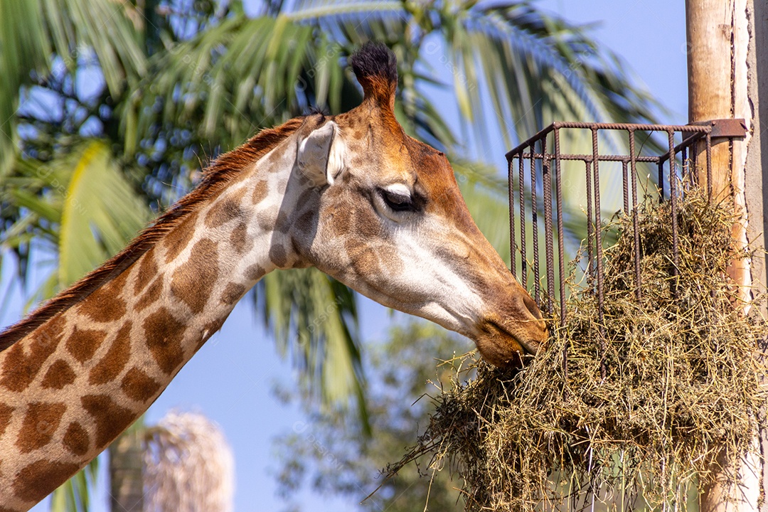 girafa se alimentando em cima de uma árvore em Santa Catarina Brasil.