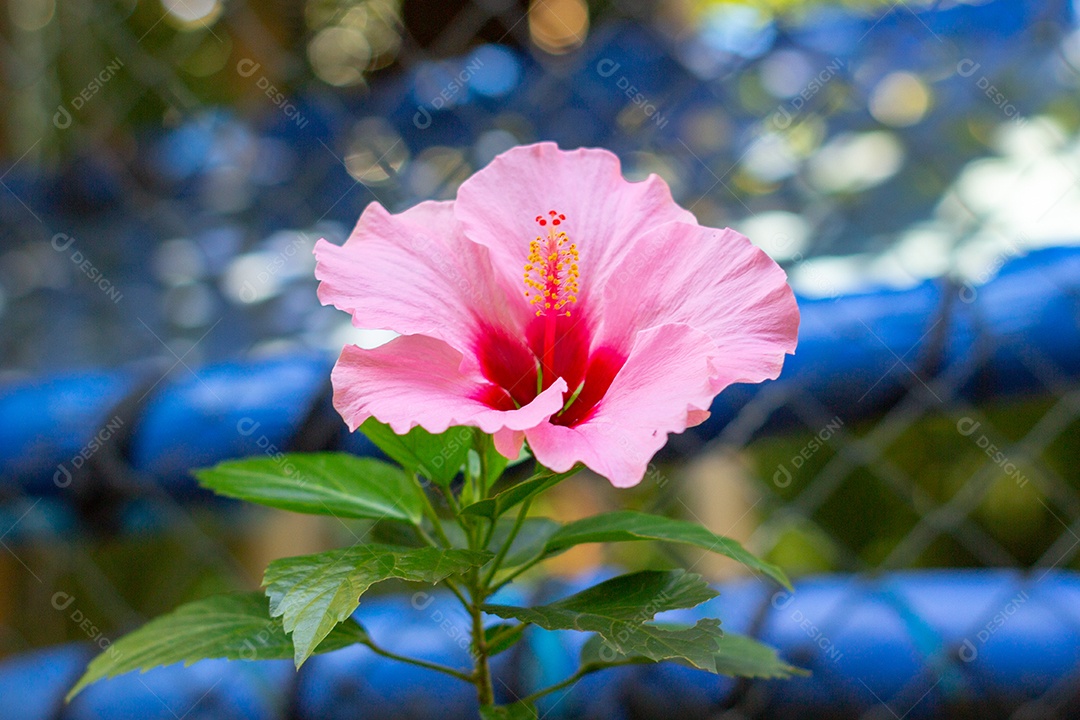 Hibisco rosa com folhas verdes no Rio de Janeiro Brasil.