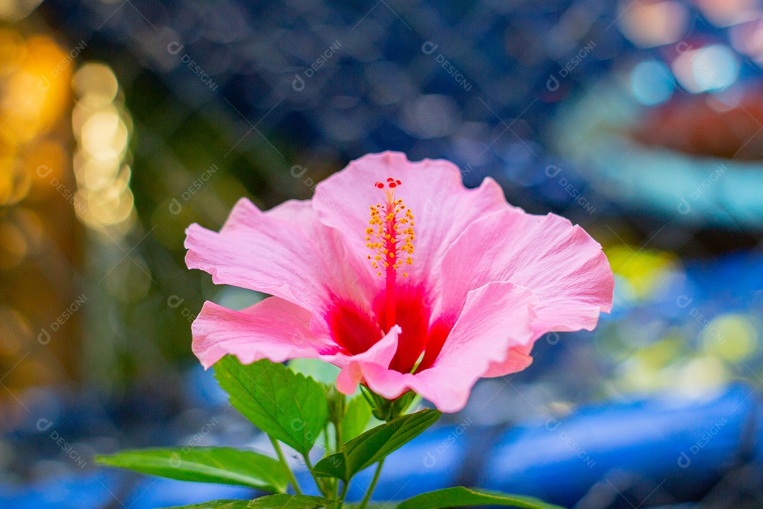 Hibisco rosa com folhas verdes no Rio de Janeiro Brasil.