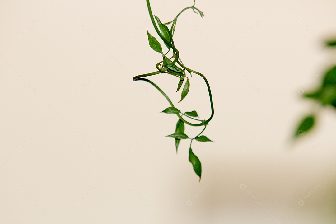 As inflorescências aparecem na primavera e no verão, são axilares e compostas por inúmeras flores cerosas, brancas ou creme