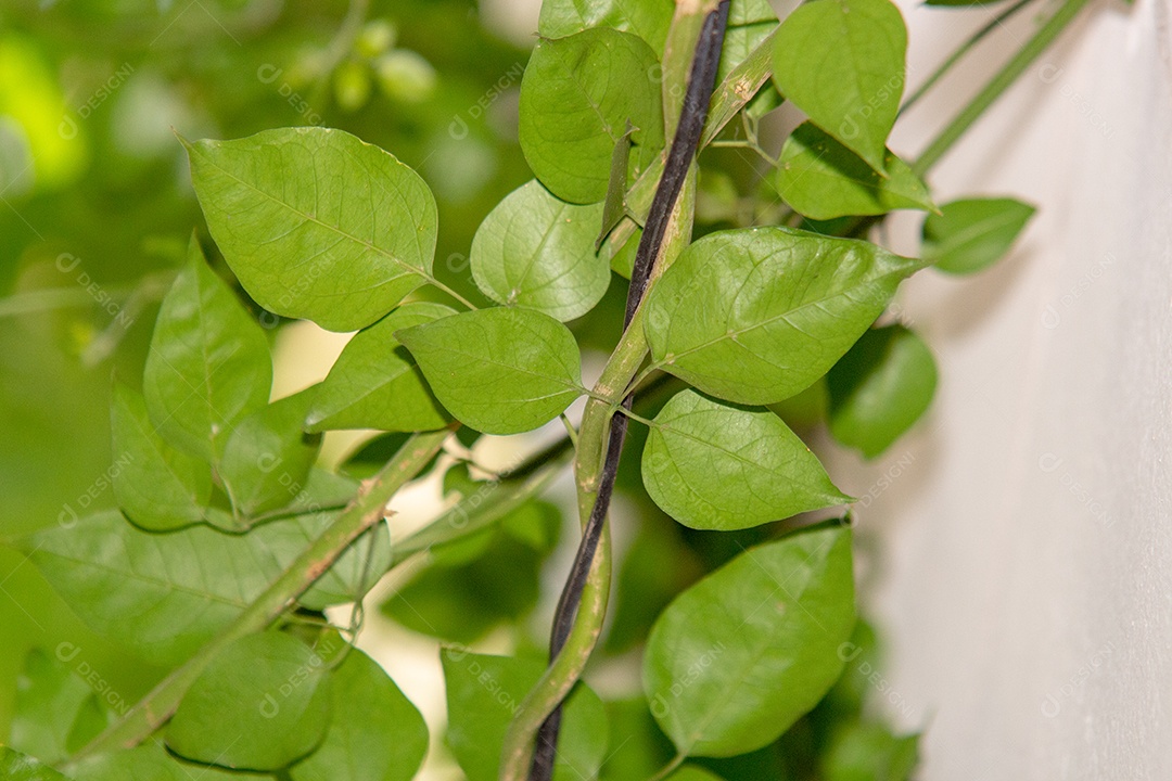 As inflorescências aparecem na primavera e no verão, são axilares e compostas por inúmeras flores cerosas, brancas ou creme