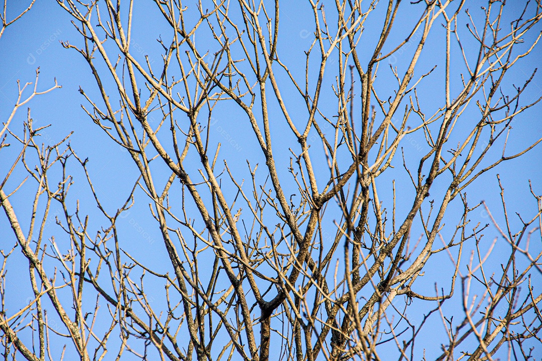galhos secos de uma árvore com fundo de céu azul no rio de janeiro.