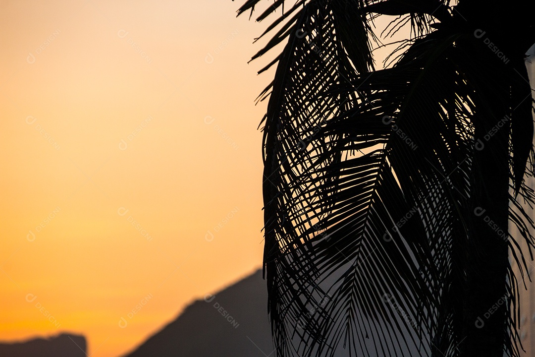 silhueta de folhas de coqueiro com um lindo céu laranja por do sol no rio de janeiro.